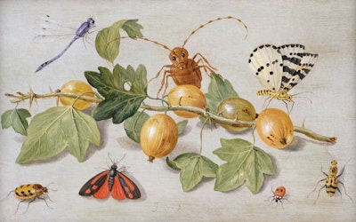 Jan van Kessel der ltere Still life of branch of gooseberries with a butterfly moth damsel fly and other insects oil on copper Meister Drucke 110324