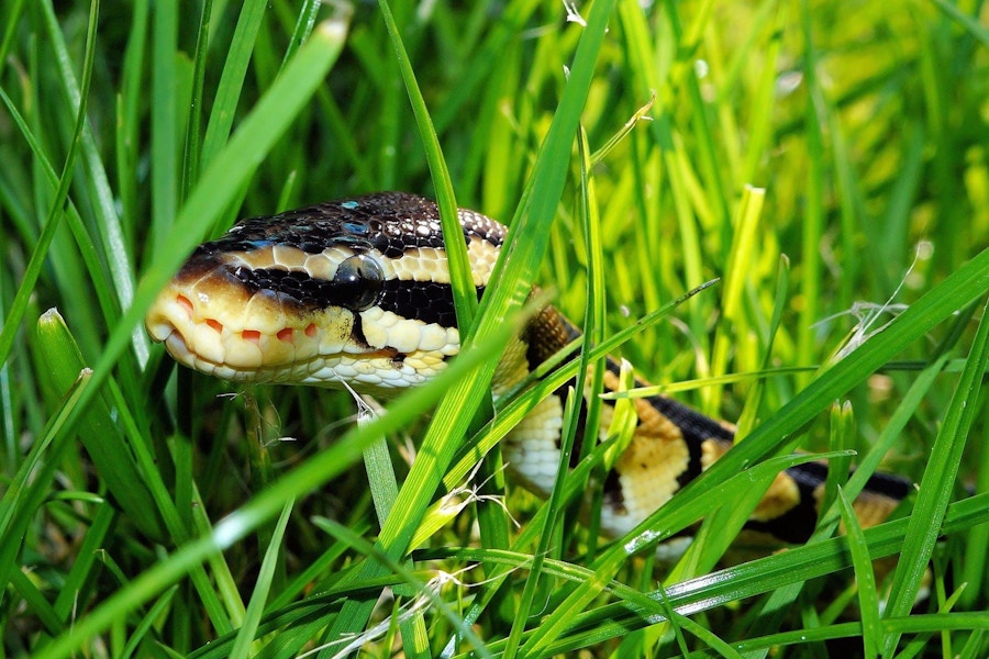 01 09 Snake In The Grass