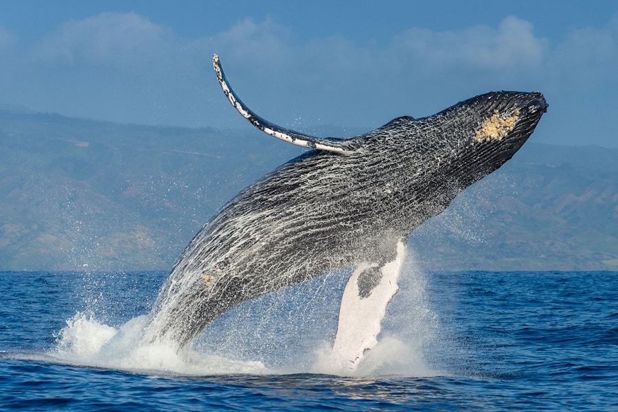 01 23 Humpback Whale