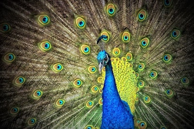 06 20 Peacock