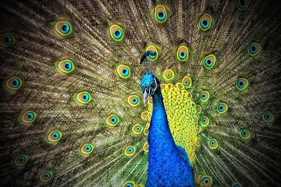 06 20 Peacock