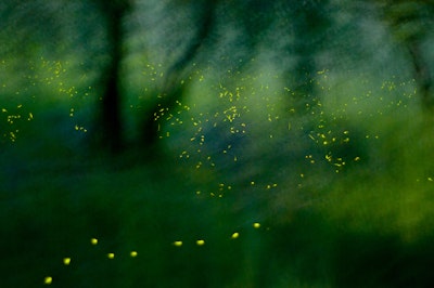 07 22 Fireflies As Lantern