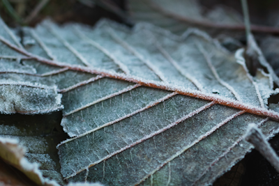 Frosted Leaf