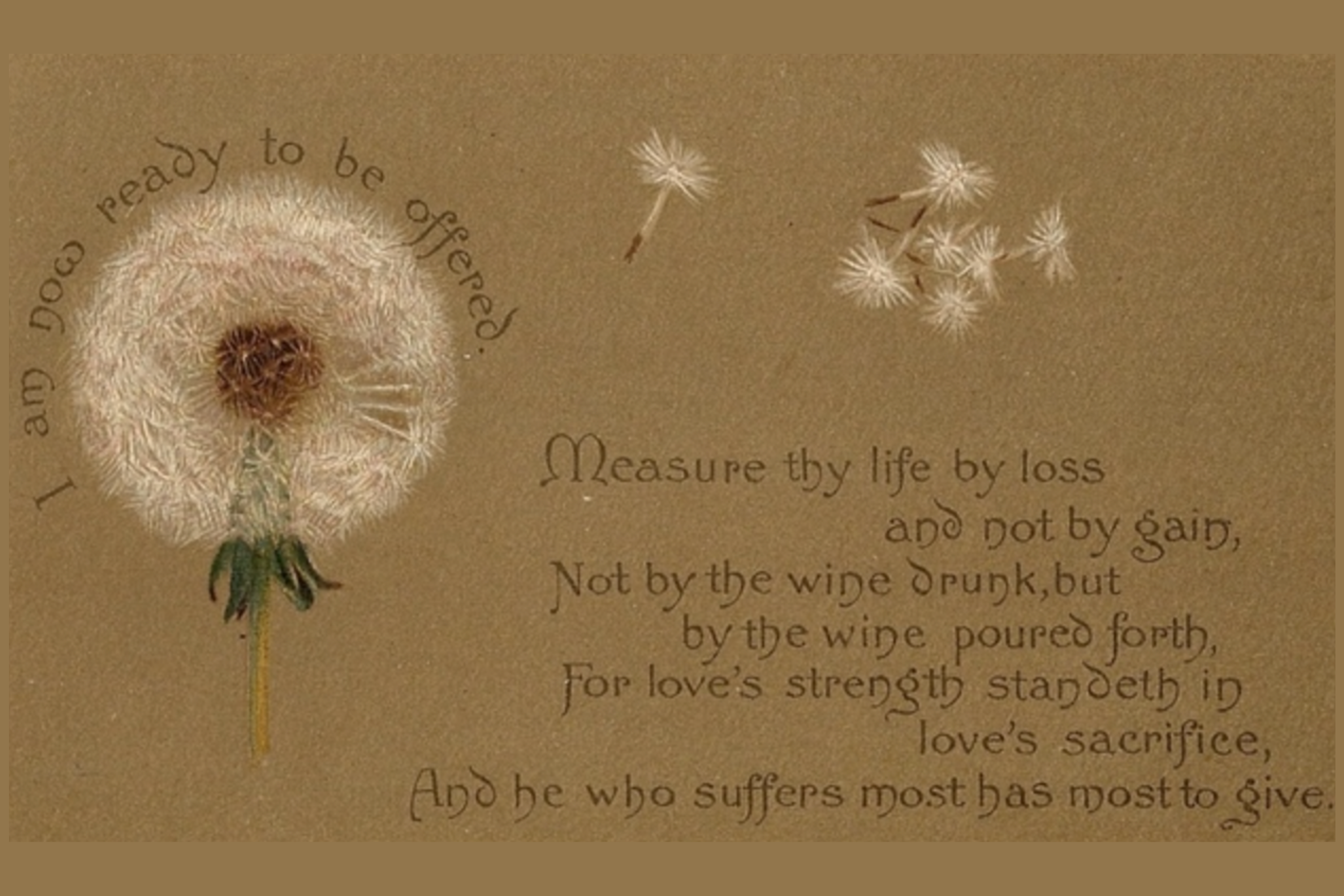 Trotter Dandelion 1 1