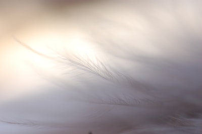 Feather And Sky