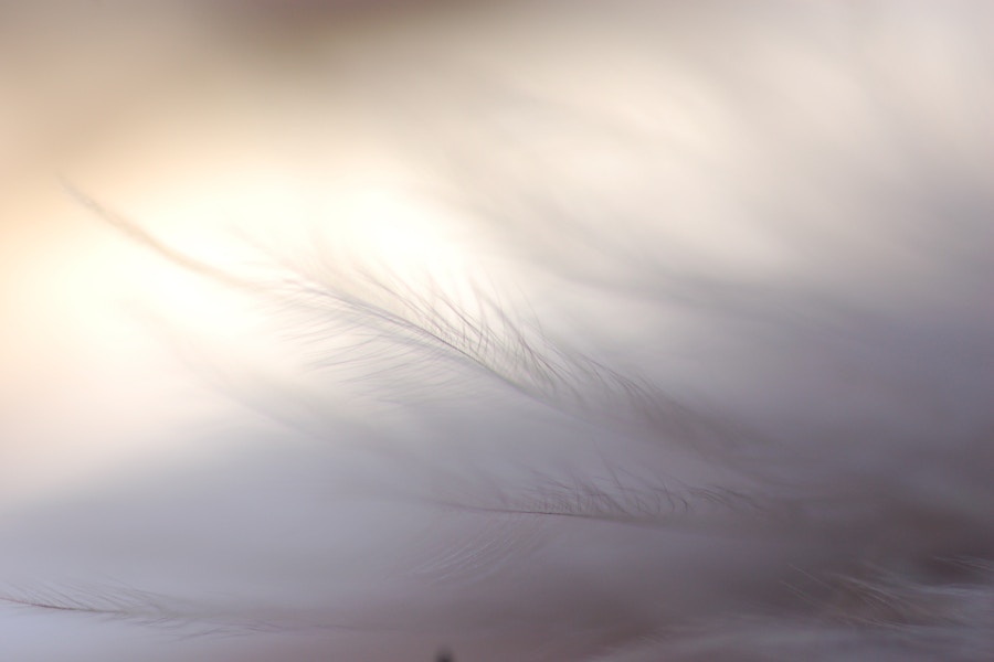 Feather And Sky