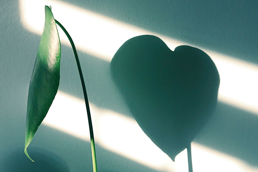 Plant heart shadow