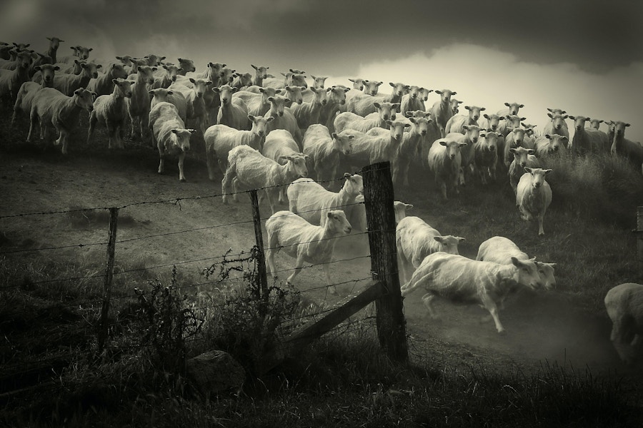 Sheep in a hurry