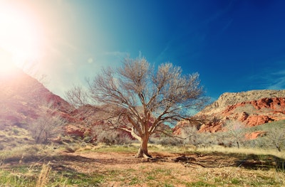 Sun Desert Dry Tree