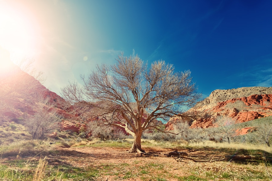 Sun Desert Dry Tree