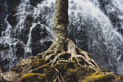 Tree Roots Waterfall