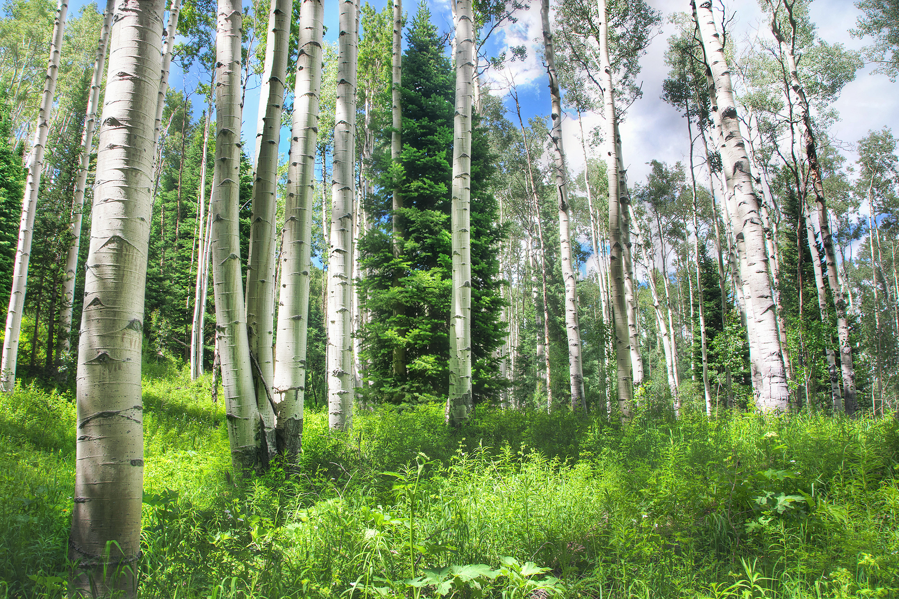 Trees Aspen