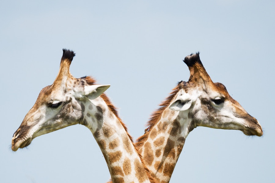 Two Giraffes Comparison