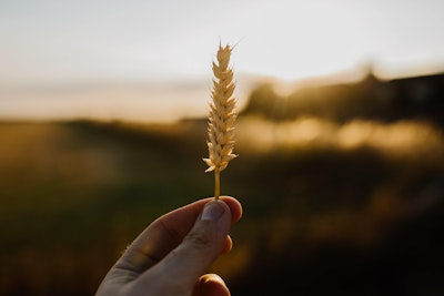 Wheat held by hand