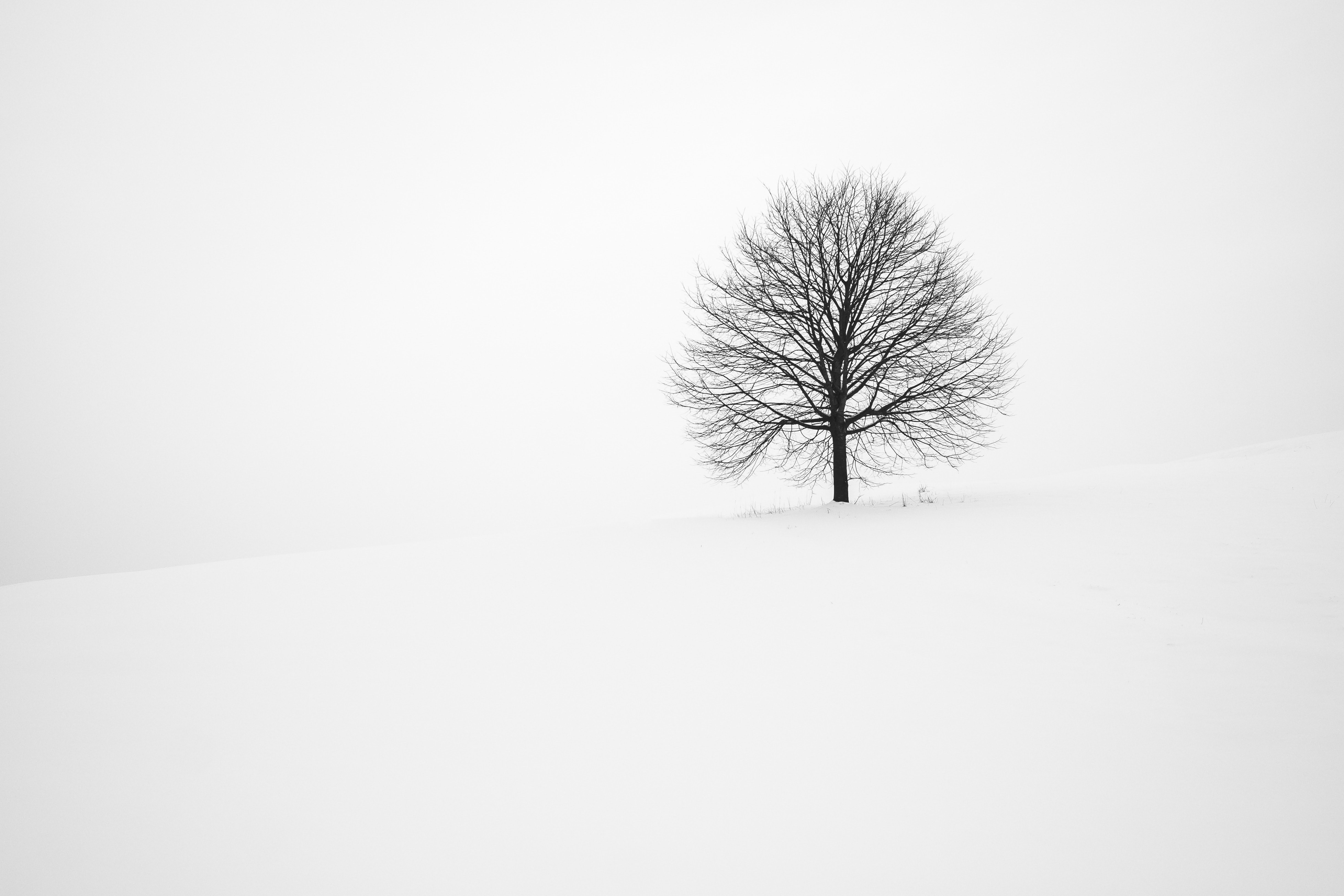 Winter Tree