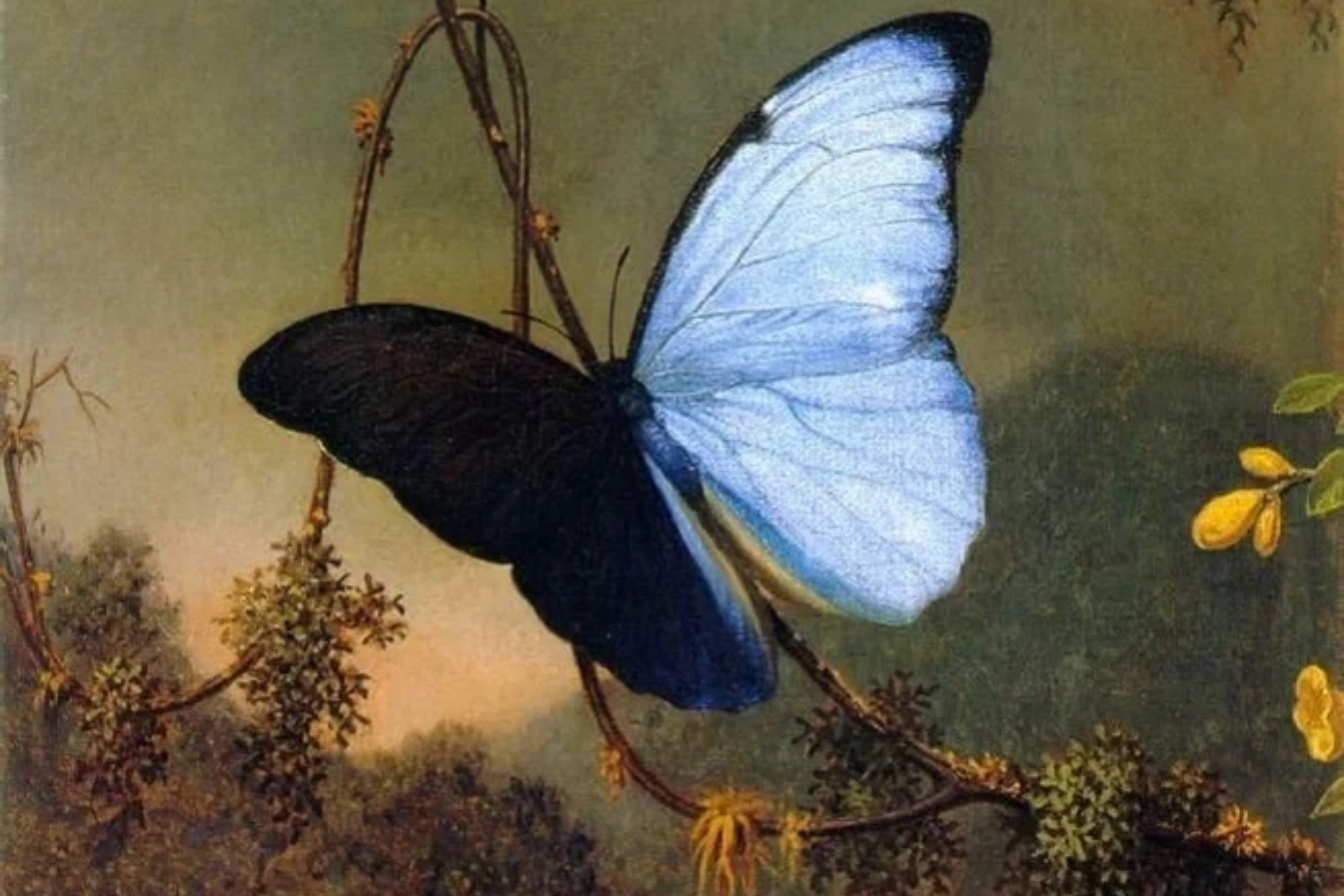Butterfly