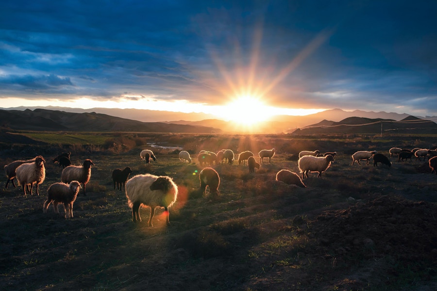 Sheep sunset
