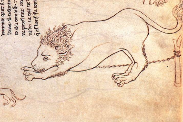 Lion 1